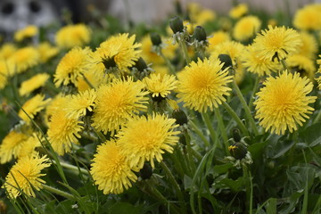 El suelo se vistió de amarillo con los dientes de leon