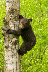 Black bears in Minnesota