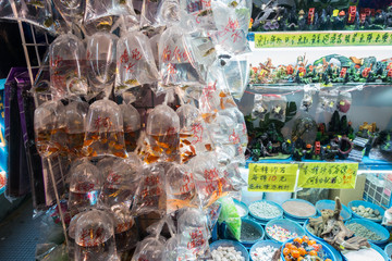 Shop selling small aquarium fish at Goldfish market in Tung Choi street, Hong Kong, Mong Kok, Kowloon