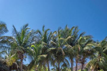 Fototapeta na wymiar View at palm trees on the island of Mussulo, Luanda, Angola