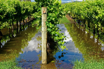 Row of grape vines in flood water