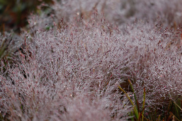 Pink Grass in morning drew