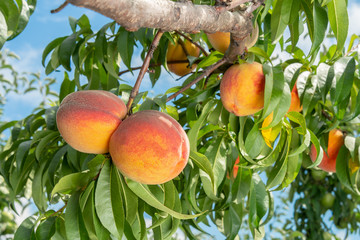 Peach fruits on a tree branch with leaves against a blue sky. Fruit Peach Garden Concept