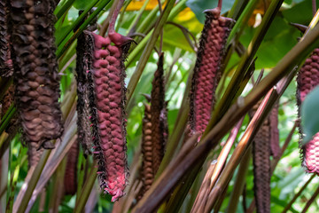 Beefsteak Heliconia Mariae