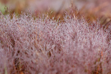 Pink Grass in morning drew