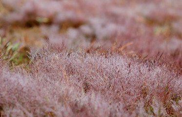 Pink Grass in morning drew