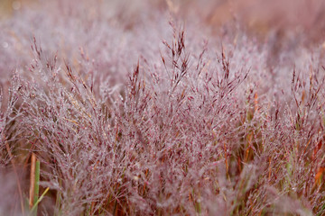 Pink Grass in morning drew