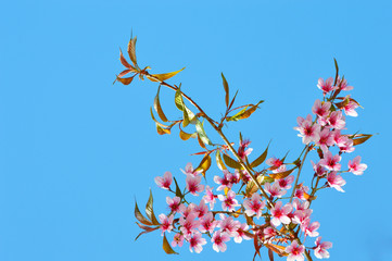 pink flower isolated / Sakura pink flowers blossoming with leaf on branch isolated on blue sky background - pink flower of wild himalayan cherry or thai sakura