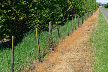 Herbicide use on a New Zealand roadside verge