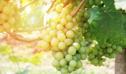 fresh green grapes / plant grape organic on green grapevine in vineyards ready to be harvested