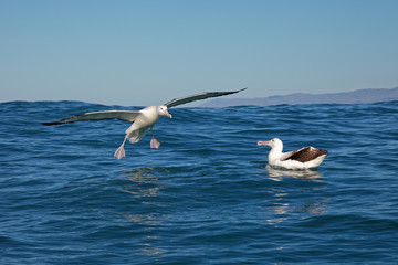 Fototapeta na wymiar Southern royal albatross, landing on the ocean, Kaikoura, New Zealand