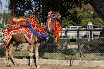A camel all dressed up to take you for a ride in Udaipur, Rajasthan, India