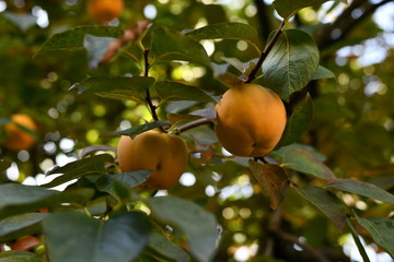 Persimmon has not yet ripened on a green tree