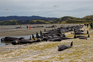 Stranded pilot whales beached on Farewell Spit at the northern tip of New Zealand's South Island © Gary