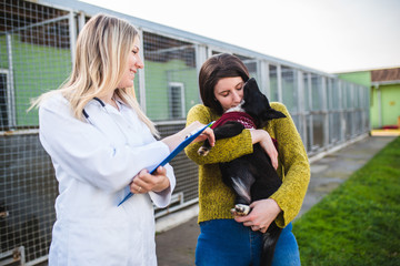 Veterinarians at animal shelter checking health of dogs.
