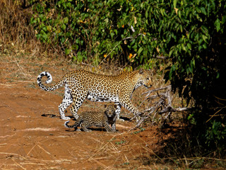 Mother leopard and baby walking across a track