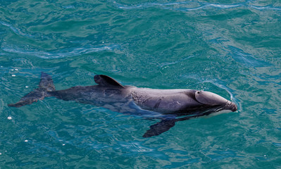 Hectors dolphin, endangered dolphin, New Zealand © Gary
