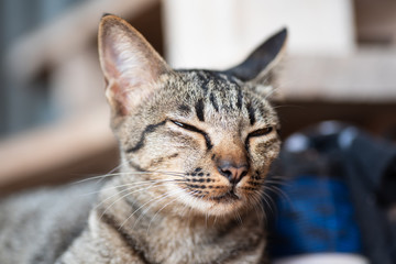 Close up of tabby cat is sleeping at home