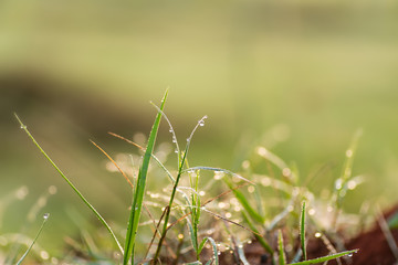 Green grass leaves with dew drop in the morning