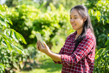 Asian young woman farmer using smartphone in longan field