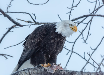 Regal Eagle2