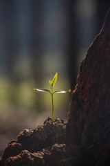 Alone tree growing up in rock