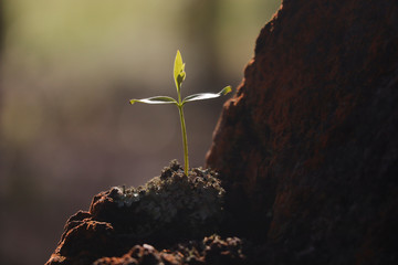 Alone tree growing up in rock