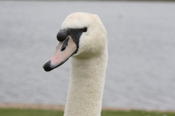 Fototapeta premium Dover England with the white cliffs of Dover and all of the places and spaces around there