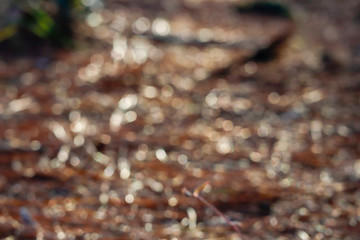 Yellow bokeh of pine leaf in forest