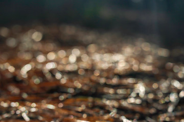 Yellow bokeh of pine leaf in forest