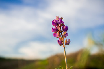 Close up of Lupine wildflower on a blue and white sky background, California