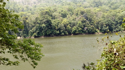 river in the forest