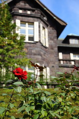 Fototapeta na wymiar 赤いバラの花