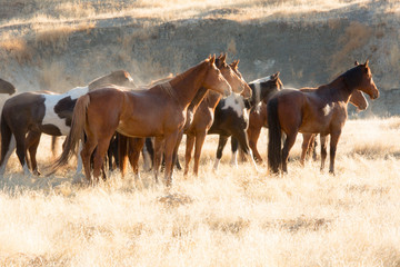 Horse round-up of untamed horses in northern California