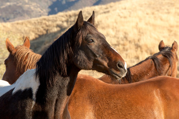 Horse round-up of untamed horses in northern California