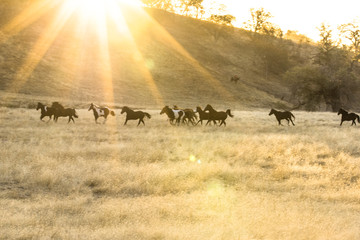 Horse round-up of untamed horses in northern California