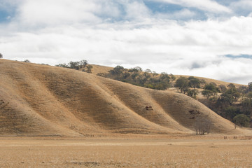 Fototapeta na wymiar Horse round-up of untamed horses in northern California