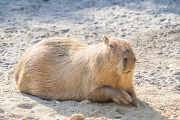 Cute Capybara (biggest mouse) eating and sleepy rest in the zoo, Tainan, Taiwan, close up shot