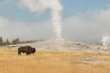 Geothermal Hotspots of Yellowstone National Park