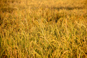 Rice in the field is ripe gold.