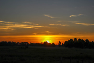 Rice field at sunset, twilight light through the trees.