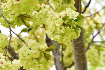 japanese green cherry blossoms