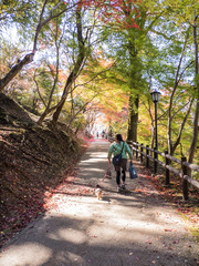 Obraz premium 紅葉