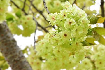 japanese green cherry blossoms