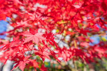 Beautiful red maple leaves in autumn sunny day, blue sky, close up, copy space, macro