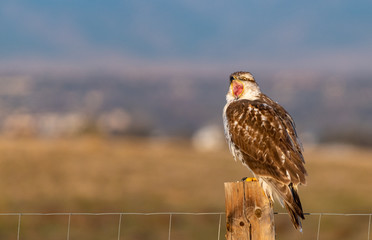 Red-tailed Hawk Screaming while Perched on a Fencepost