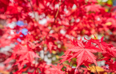 Beautiful red maple leaves in autumn sunny day, blue sky, close up, copy space, macro