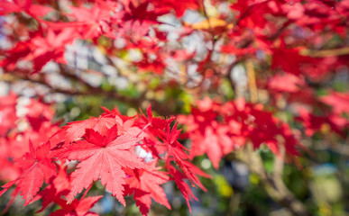 Beautiful red maple leaves in autumn sunny day, blue sky, close up, copy space, macro