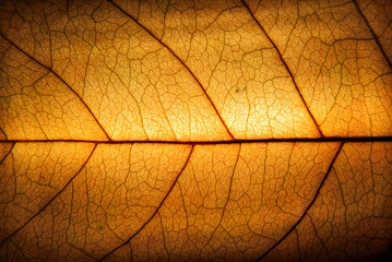 Obraz na płótnie Canvas Autumn leaf macro. Leaf veins close up.