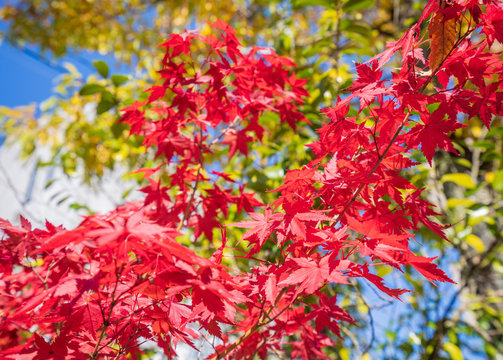 Beautiful red maple leaves in autumn sunny day, blue sky, close up, copy space, macro